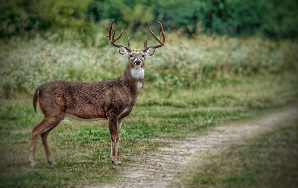 A deer with large antlers stands in a grassy area with a forest backdrop, looking towards the camera. The antlers have some vegetation tangled in them, and the deer’s coat is speckled with white spots.