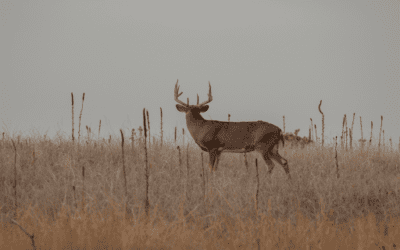 UNDERSTANDING HUNTING SEASONS IN TEXAS AND WHAT THEY ARE FOR
