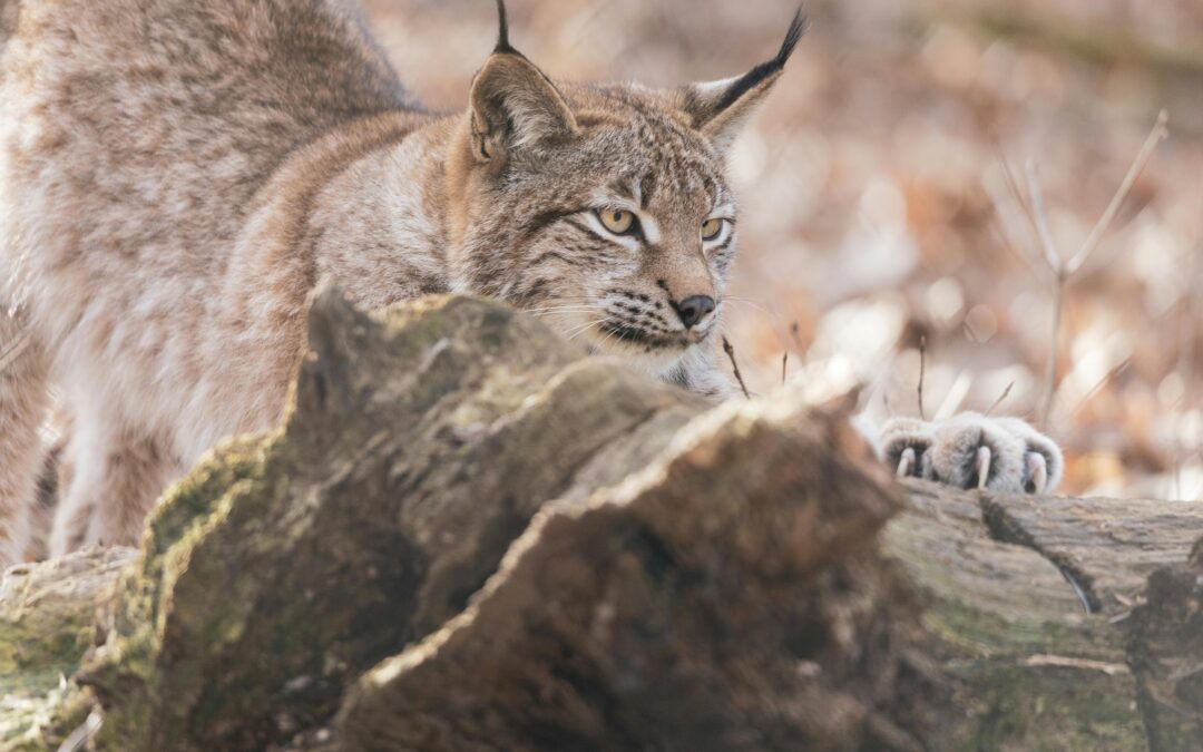 TOP TEXAS HUNTING TIPS FOR CALLING BOBCATS
