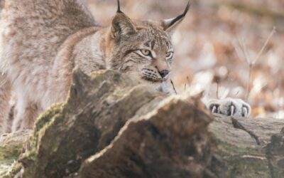 TOP TEXAS HUNTING TIPS FOR CALLING BOBCATS