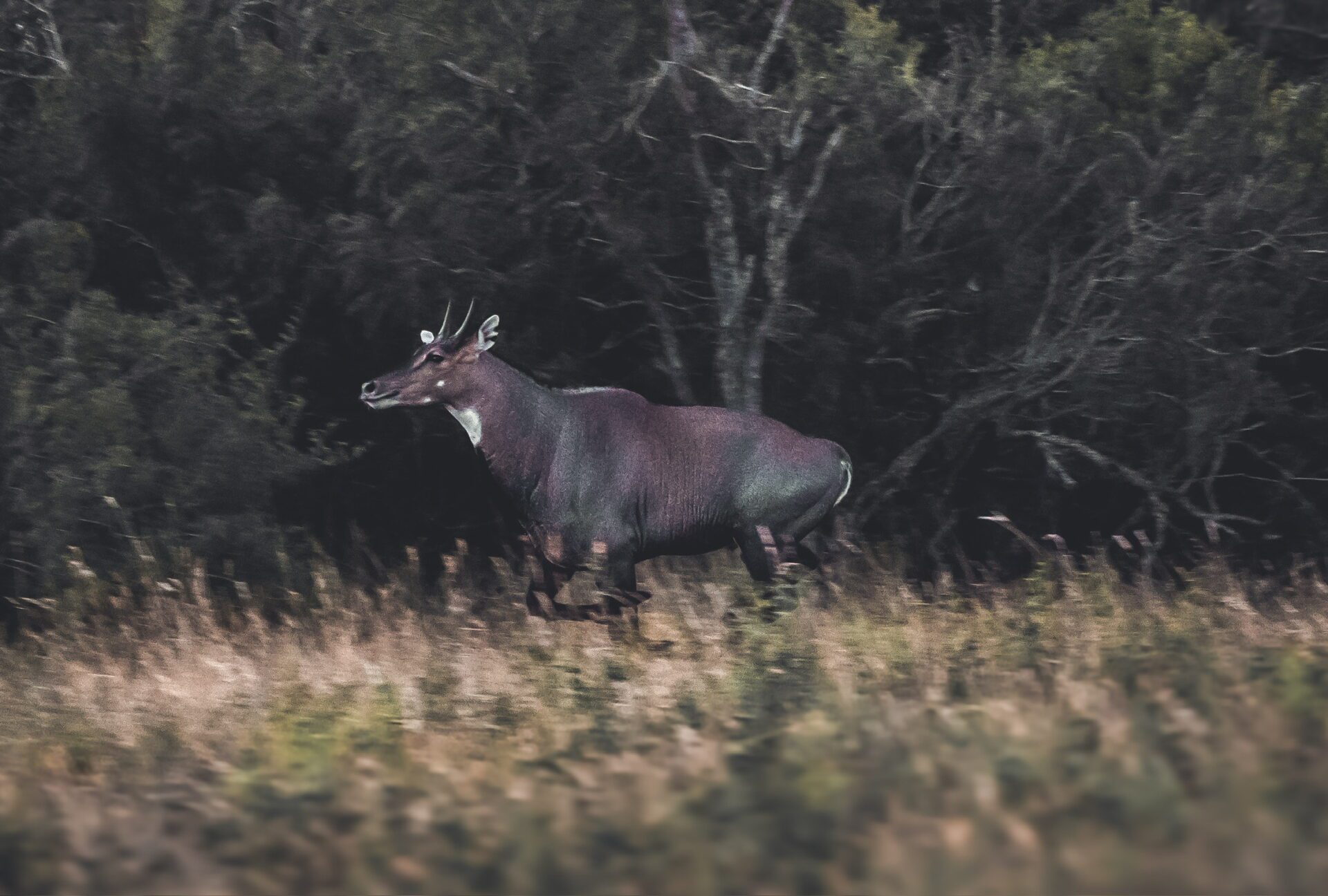 DSD06569 A man kneels beside a deer in a grassy field, showcasing a moment of connection with nature.